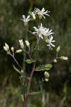 Pine barren whitetop aster